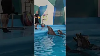 Dolphin  show Thailand