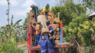 Proses Muat Kayu Sengon Super Bahan Plywood