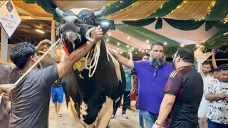 Tallest Aussie Bull Sadeeq Agro 2023 Sold to Khan Cattle Ranch | Huge Black Indo Brazil Bull 2023