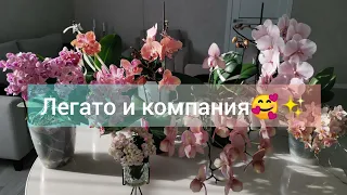 Легато и компания😊. Сапорита,  Равелло, Осенний ветер, Винсент.