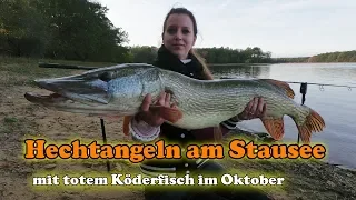 Hechtangeln am Stausee mit totem Köderfisch - Deadbait Angeln im Oktober auf Hecht