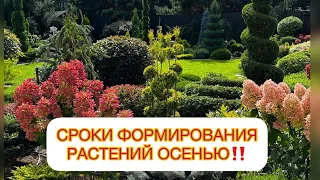 ✅СРОКИ ФОРМИРОВАНИЯ РАСТЕНИЙ ОСЕНЬЮ‼️ Ответила на все вопросы сразу