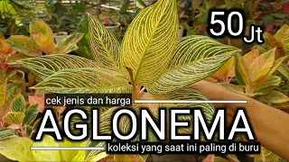 Cek jenis & Harga Aglonema koleksian yang paling di buru | omded jalan - jalan #74