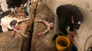 ОТЕЛЕННЯ КОРОВИ/calving  a cow