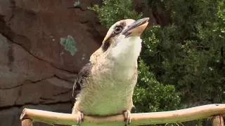 Zoo View Kookaburra-Cincinnati Zoo