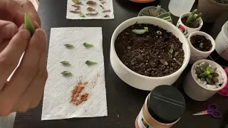 Succulent leaf propagation experiment - 3 method comparison