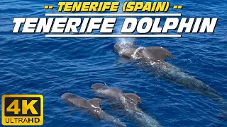 Whale & Dolphin watching excursion (Tenerife - Spain)