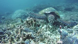 Turtle feeding on coral underwater