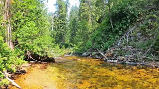 HUGE FISH in this ABSOLUTLEY STUNNING stream -  solo 2 month camping trip part 22