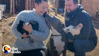 Pittie Stands By The Door And Whines Until He Can Go See His Baby Chicks | The Dodo