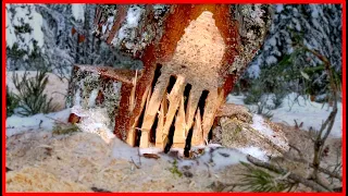 How To Fell a Tree Using  The SHARK GILL Felling Technique