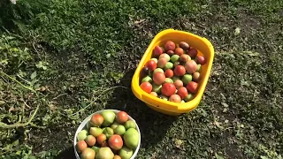 Собраны все помидоры, итоги урожайности сезона 2023 года