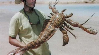 Bizarre Sea Scorpion