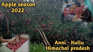 Apple season 2022 || Anni-kullu  himachal pradesh || Full day work ||  Himachal apple season vlog ||