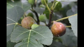 How to Grow LOTS of FIGS | Why FIGS Burn Your MOUTH and IRRITATE Your Skin? | Eating a Raw FIG