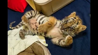 Confiscated Tiger Cub Doing Well