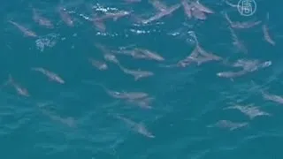Аномальное скопление акул у берегов Австралии