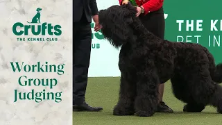 Working Group Judging | Crufts 2024