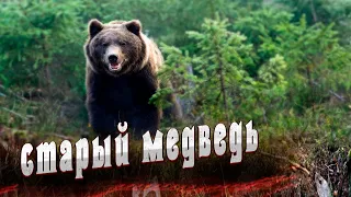 🐻Необъяснимый случай в таежной избушке!Старый медведь!