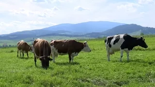 Udržateľné systémy chov dojníc na Slovensku - 3. časť