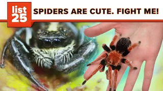 25 Most Bizarre Spiders