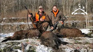 E 120 Pogonski lov na Divlje Svinje - Adasevci/Wildboar Driven hunt in Adasevci