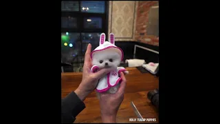 [Tiktok] Funny and Cute Pomeranian dog #18 #Shorts