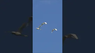 Лебеди летят
