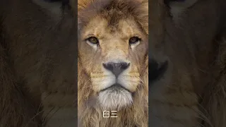 イケメンライオンコレクション🦁あなたの推しは誰？