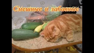 Смешные и забавные. Кошки. Собаки. Fanny animals Создай себе хорошее настроение