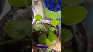 african violets from leaf propagation