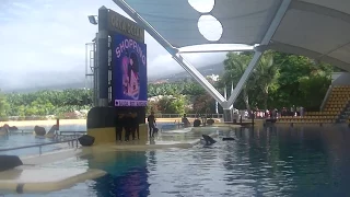 View of left back pool - October 31, 2016 - Loro Parque Spain