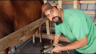 Milking Our Jersey Cow!  How Does It All Work?