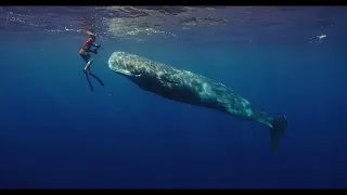 PATRICK AND THE WHALE - GRAND PRIZE WINNER INFF 2022