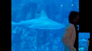 WORLDS LARGEST INDOOR AQUARIUM!!! Shark🤬 Dive Dubai Aquarium - Close Encounter🇦🇪