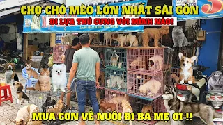 Khám Phá Chợ Chó Mèo Lớn Nhất Sài Gòn - Đi Lựa Thú Cưng Với Mình Nào!!