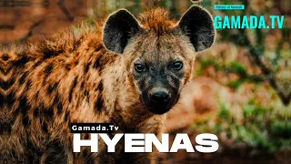 Survivors of the Ages: Tracing the evolutionary saga of Hyenas
