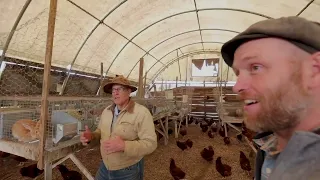 Joel Salatin's chickens and rabbits at Polyface Farm