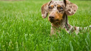 Understanding Dachshund Behavior and Temperament Traits