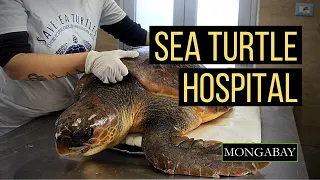 Saving Sea Turtles: Italian turtle hospital releases 3-legged turtle back in the wild