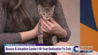 Rescue & Adoption Center's 10-Year Dedication To Cats