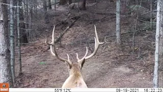 Trail Camera Video Oct 10, 2021