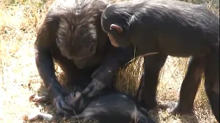 Monkey Grieving Baby - How Animals Mourn