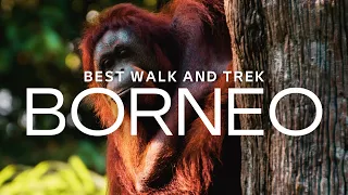 Walk and Trek in BORNEO | 6 Top Things To Do Borneo | Adventure Travel Video