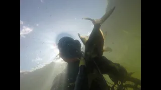 подводная охота на линевском озере