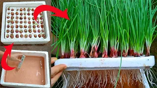 The easiest way to grow onions hydroponically at home