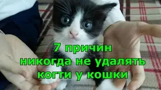 7 причин никогда не удалять когти у кошки.