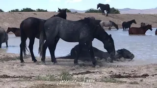 Onaqui wild horses in Utah