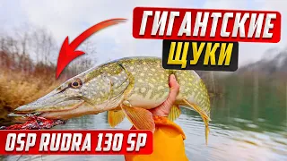 OSP RUDRA 130SP catches giant pike, how to catch pike by spinning on a Wobbler, fishing on a Wobbler