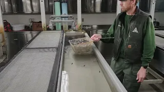 Growing Fish -- Channel Catfish Fry Transfer to Rearing Ponds (Chesapeake Hatchery)